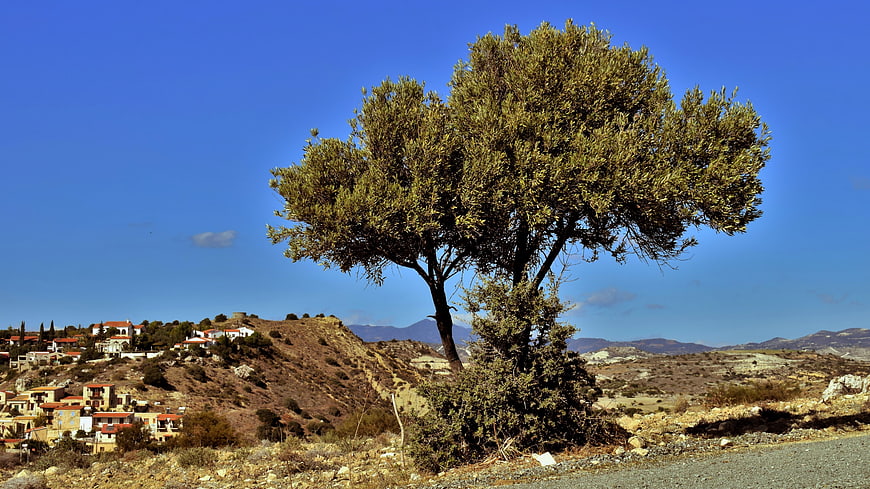 Lone Olive Tree in Mediterranean Landscape with Village