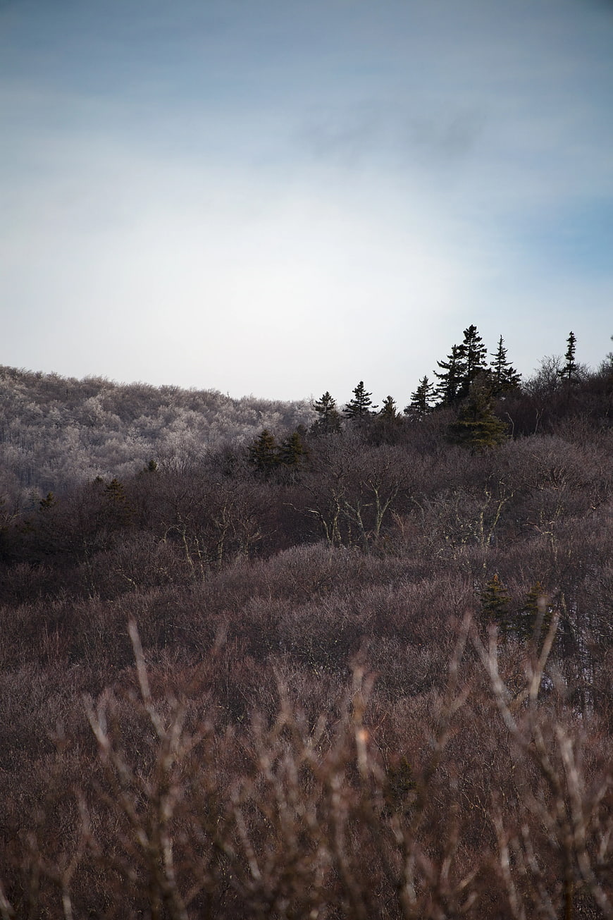 Dormant Winter Forest Landscape with Bare Trees and Blue Sky
