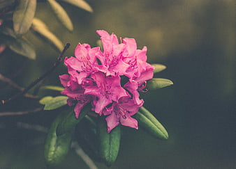 Pink Rhododendron Blossoms on Green Branch