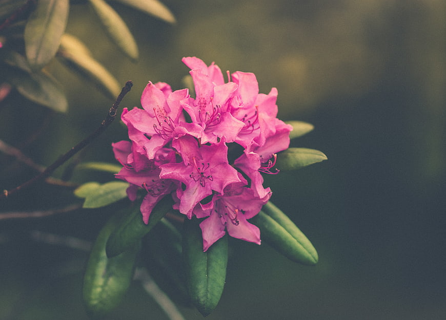 Pink Rhododendron Blossoms on Green Branch
