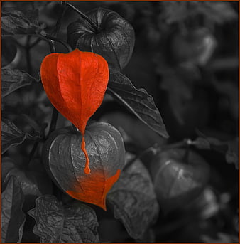 Selective Color Red Lantern Fruit on Black and White Background