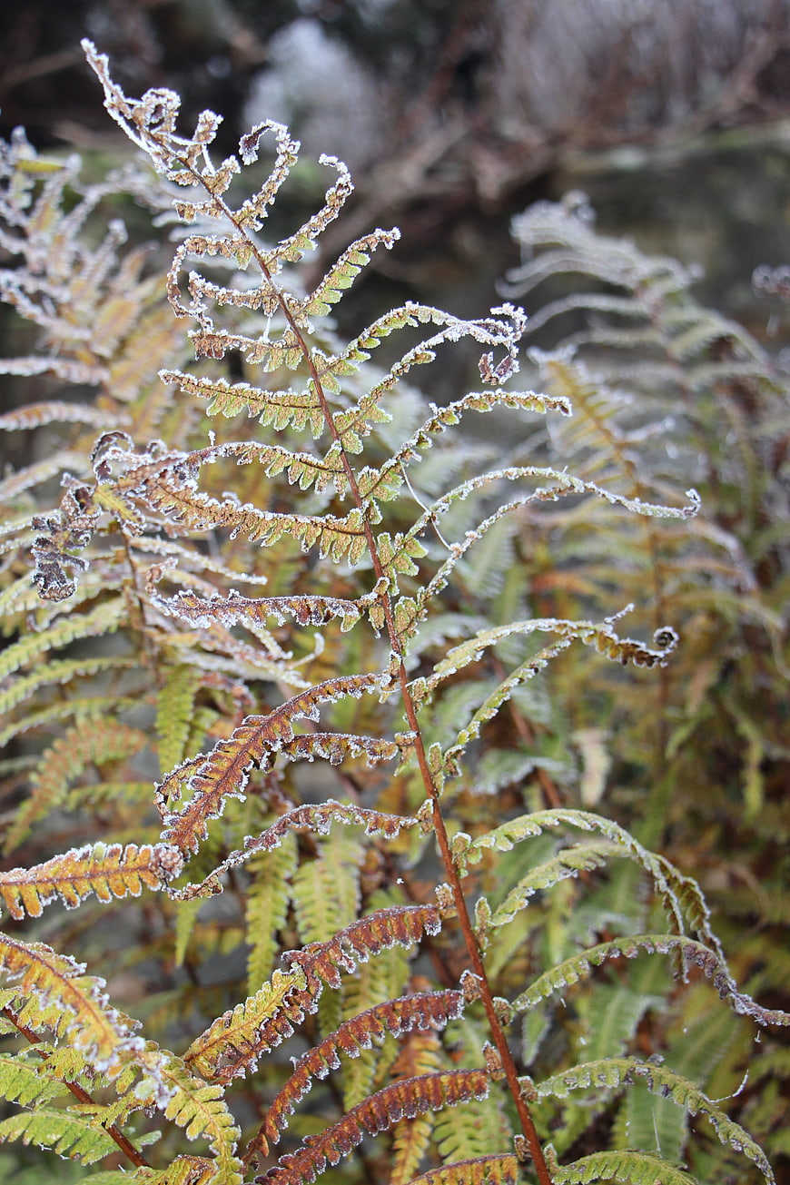 Frost-covered fern fronds in winter nature