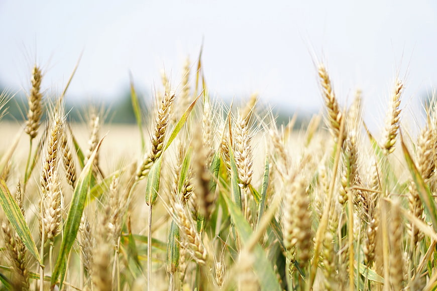 Golden Wheat Field Close-Up with Soft Sky Background