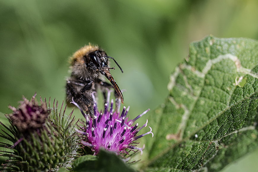 Close-up of a bumblebee pollinating a purple thistle flower