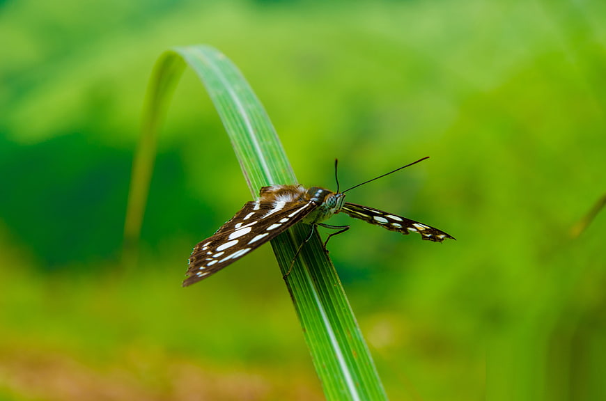 Close-up of a butterfly on a green blade of grass