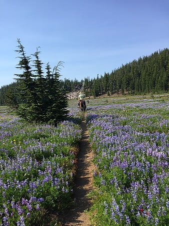 Horseback Riding Through Wildflower Meadow in Oregon Wilderness