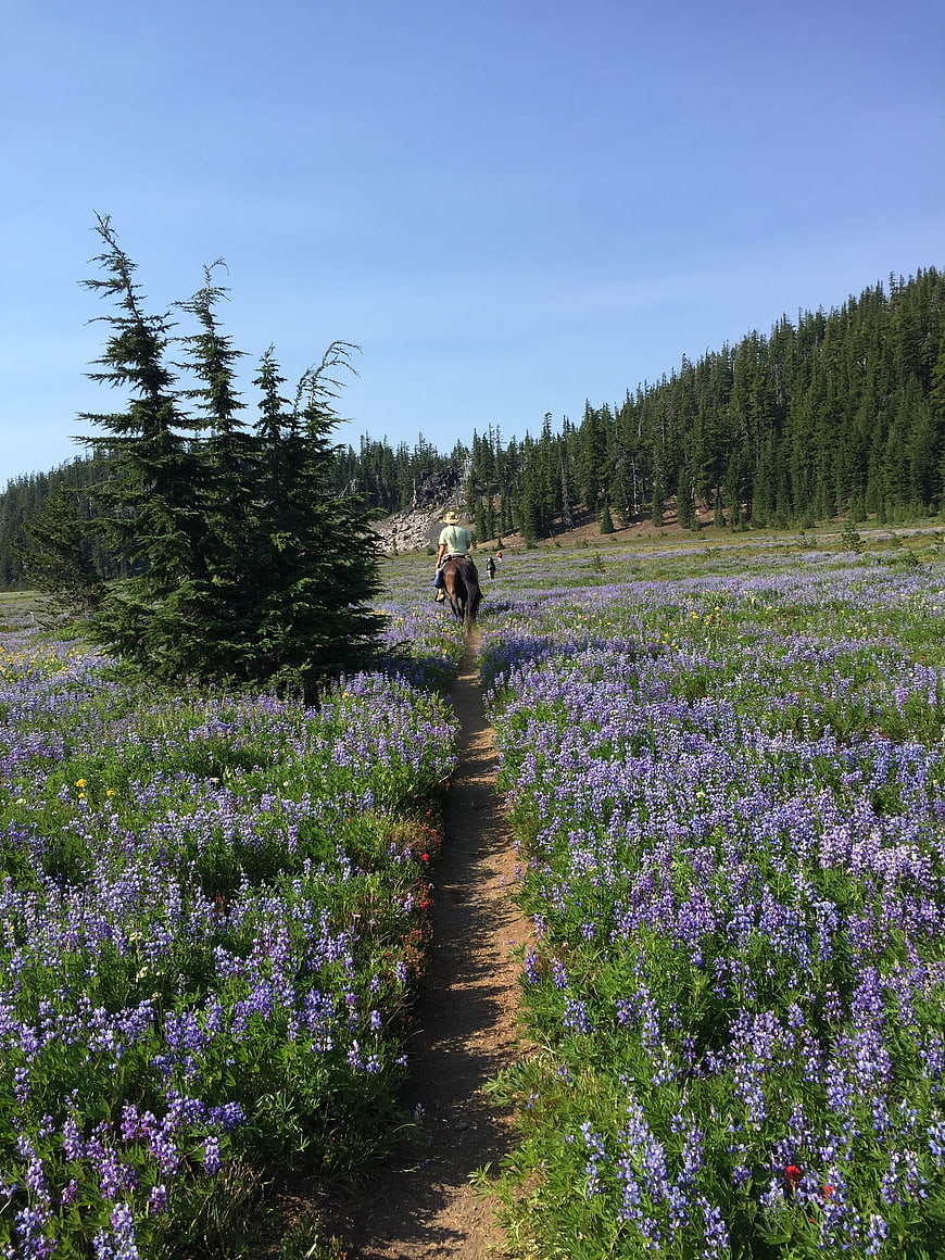 Horseback Riding Through Wildflower Meadow in Oregon Wilderness