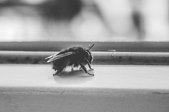 Close-up of a fuzzy black bee on a white surface