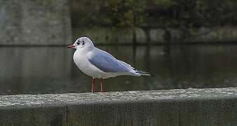 Black-headed Gull Standing on Stone Wall by Water