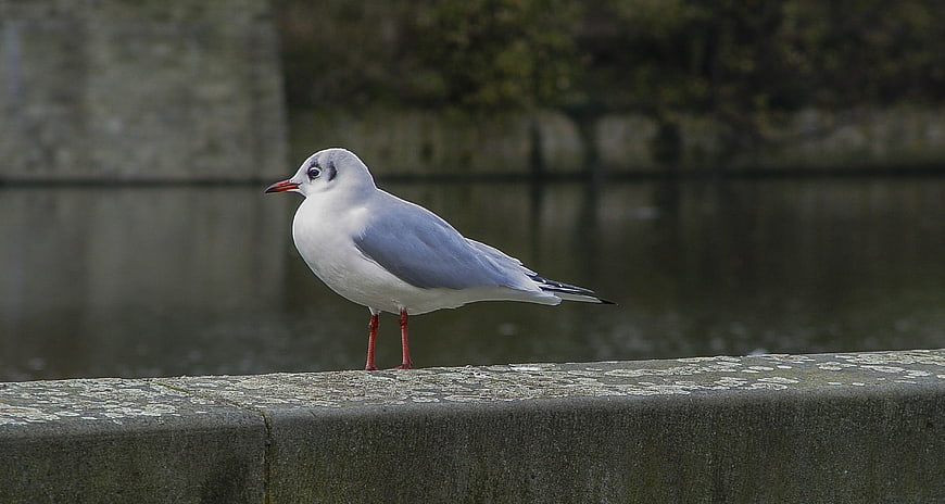 Black-headed Gull Standing on Stone Wall by Water