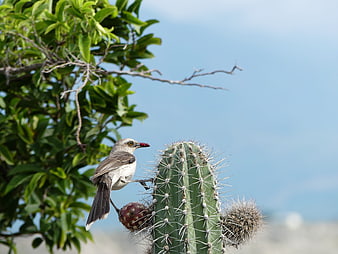 Northern Mockingbird perched on cactus with red berry