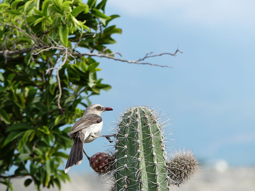 Northern Mockingbird perched on cactus with red berry