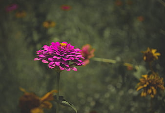 Vibrant Pink Zinnia Flower in a Garden