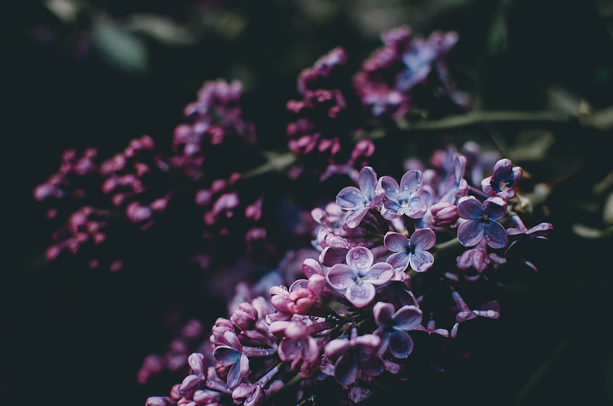 Close-up of purple lilac flowers with water droplets