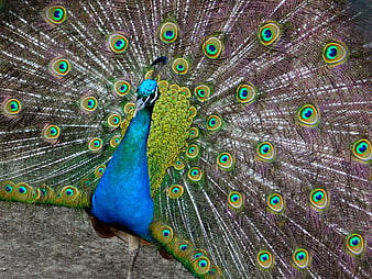 Male Peacock Displaying Vibrant Blue and Green Tail Feathers