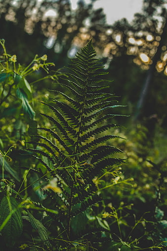 Close-up of a green fern frond in a forest