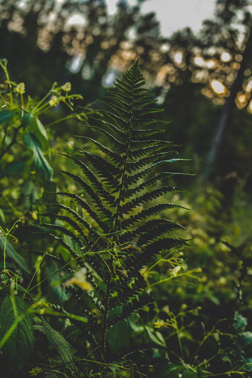 Close-up of a green fern frond in a forest