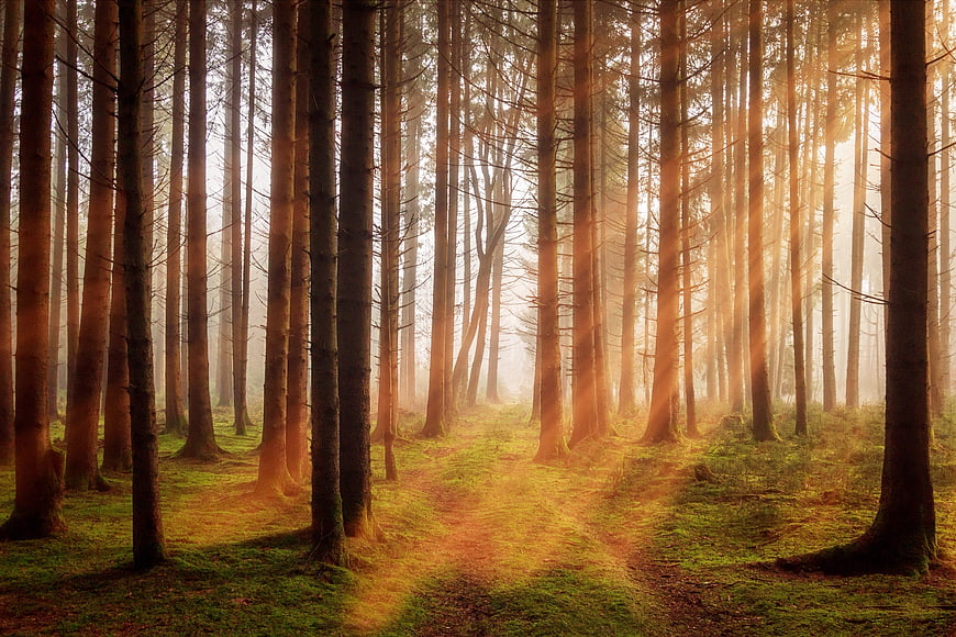 Sunbeams streaming through tall pine trees in a misty forest