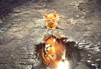 Orange Kitten Sitting on Rock with Lion Reflection in Water