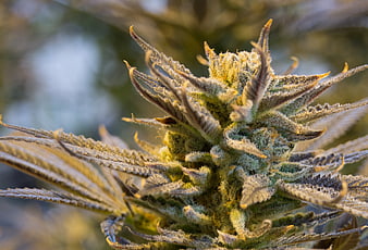 Close-up of frosty cannabis bud with trichomes