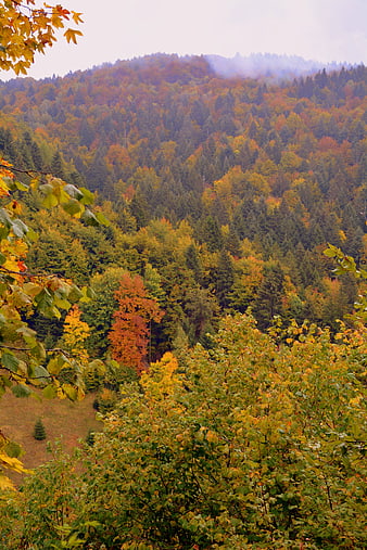 Autumn Forest Landscape on Misty Mountain Hillside in Lessinia Italy