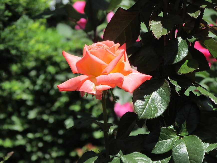 Vibrant Orange Rose Bloom in Sunlit Garden