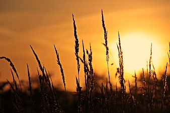 Silhouette of tall grass against a vibrant orange sunset sky