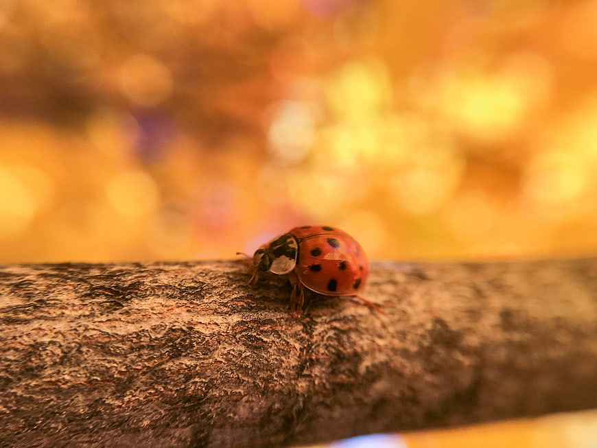 Close-up of a ladybug on a textured branch with golden bokeh