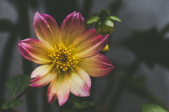 Close-up of Pink and Yellow Dahlia Flower with Blurred Background