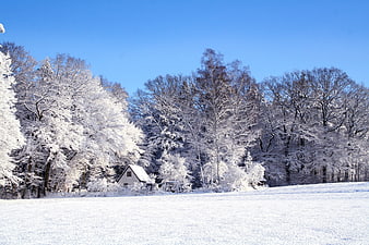 Serene Winter Landscape with Snowy Forest and Small Cabin
