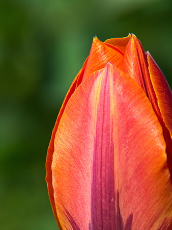 Close-up of vibrant orange and pink tulip bud