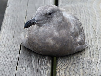 Close-up of a gray juvenile seagull resting on weathered wood