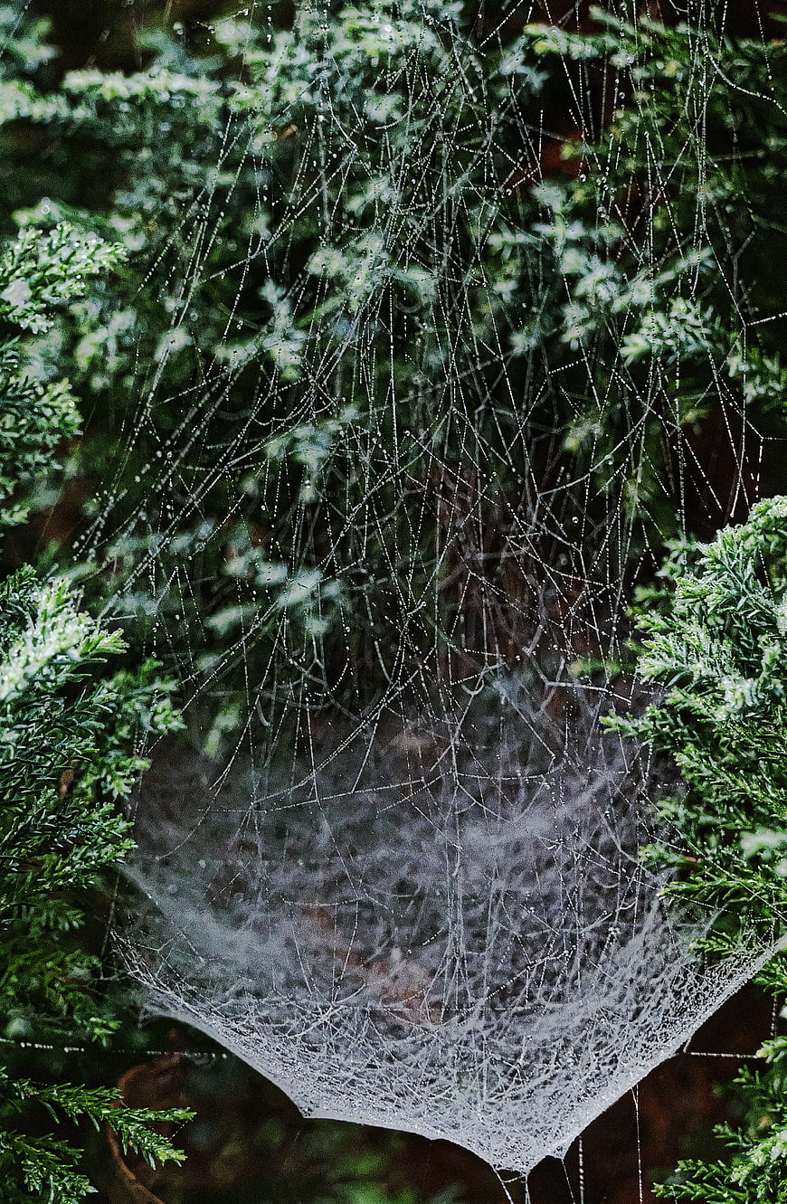 Spider Web with Dew Drops on Green Foliage