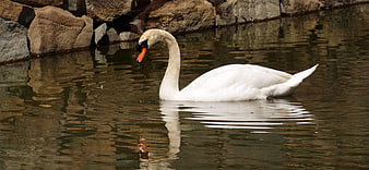 White Swan Swimming in Calm Pond with Rock Background