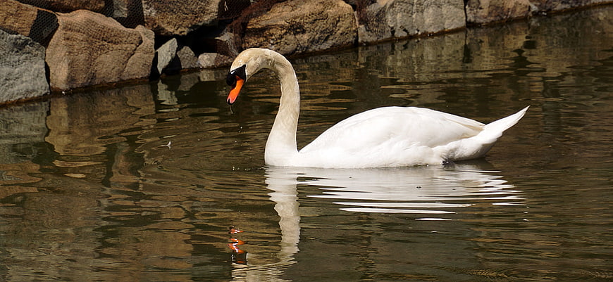 White Swan Swimming in Calm Pond with Rock Background