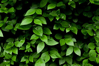 Vibrant Green Leaves Background with Natural Foliage Texture