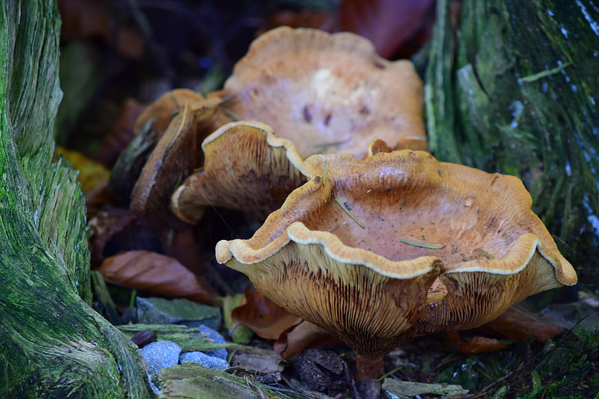 Close-up of wild honey mushrooms growing in a forest