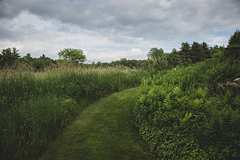 Winding grassy path through lush green field and forest