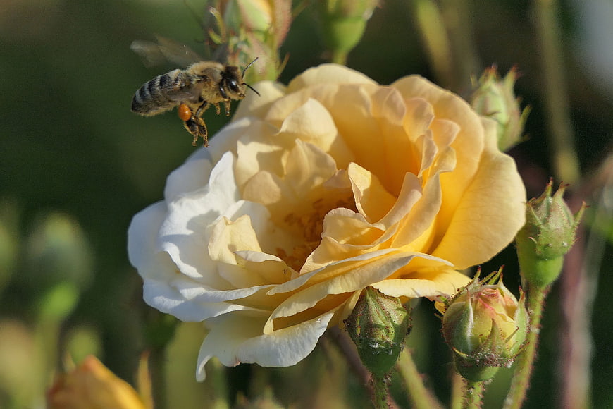 Honey Bee Pollinating Yellow Rose Blossom Close Up