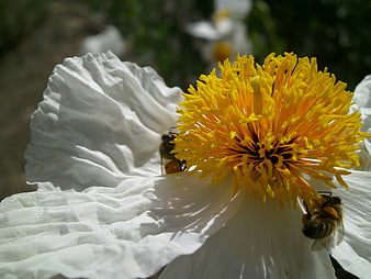 Close-up of bees pollinating a white flower with yellow center