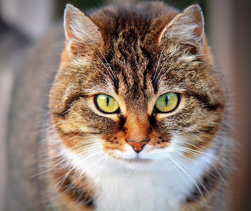 Close-up portrait of a brown tabby cat with green eyes
