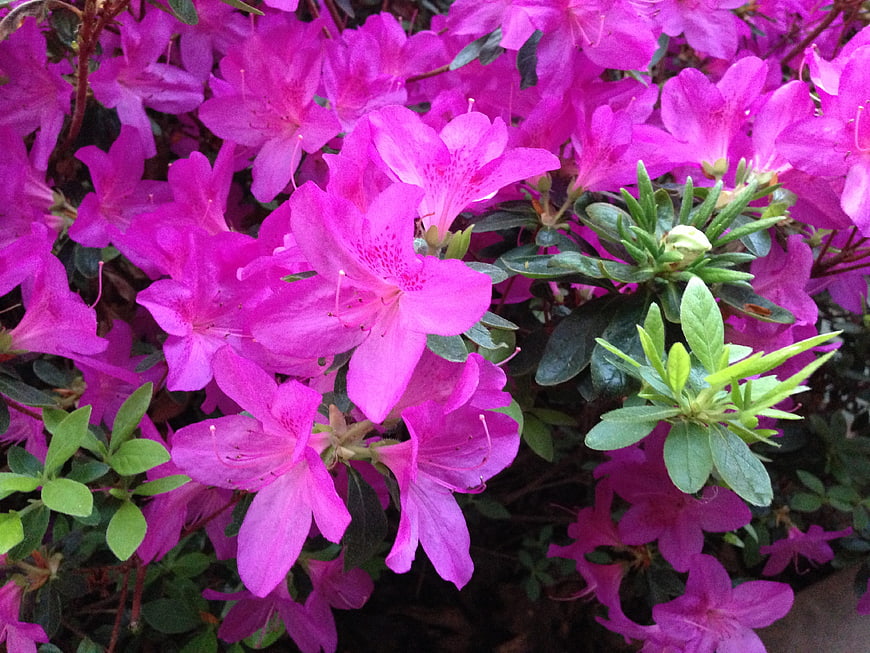 Vibrant Pink Azalea Flowers in Full Bloom