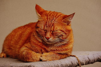 Sleeping Orange Tabby Cat on Cat Tree