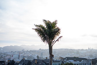 Lone Palm Tree Against San Francisco Cityscape