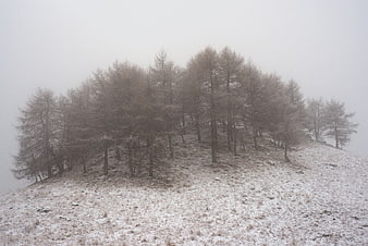 Foggy Winter Mountain Landscape with Snowy Trees