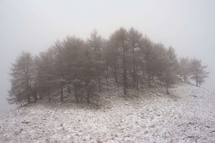 Foggy Winter Mountain Landscape with Snowy Trees