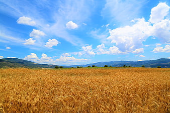 Golden Wheat Field Under Blue Sky with Fluffy Clouds