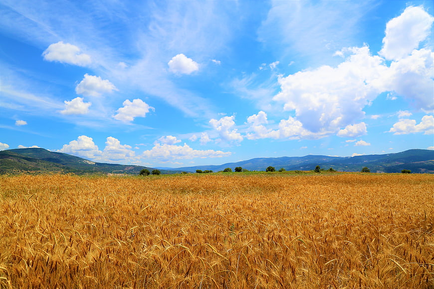 Golden Wheat Field Under Blue Sky with Fluffy Clouds