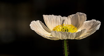 Close-up of a white poppy flower with yellow center