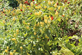 Yellow and red chili peppers growing on a bush in a garden